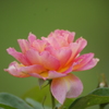 プリンスパークタワー東京　薔薇　2　８月