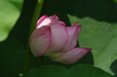 蓮　2