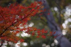 紅葉　3
