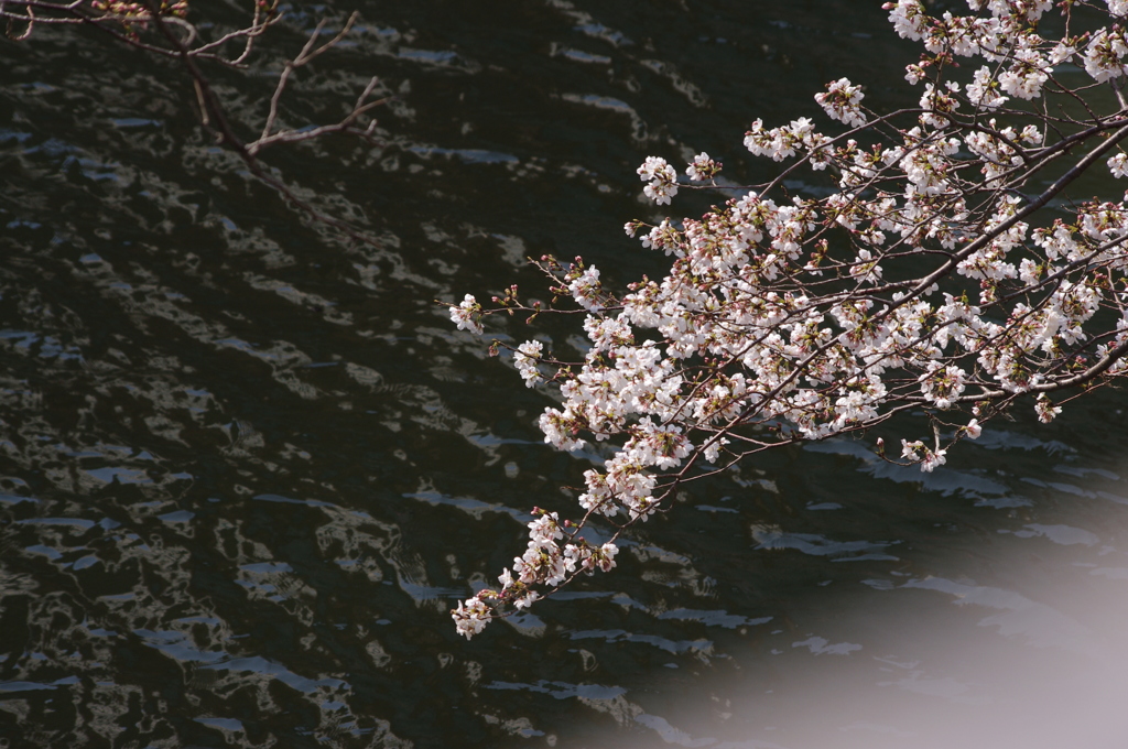 桜　4　