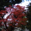 紅葉　2