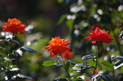 秋薔薇　11