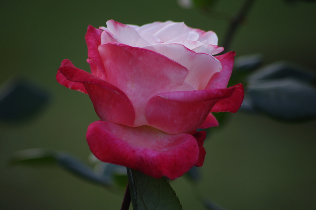 薔薇　4