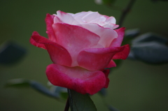 薔薇　4
