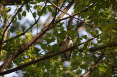 ムクドリ　日比谷公園