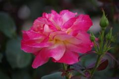 芝浦中央公園　６月　薔薇　3