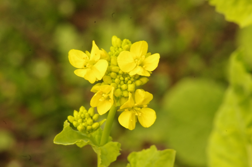 菜の花　日比谷公園
