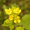 菜の花　日比谷公園