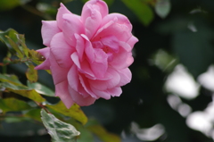 薔薇　6