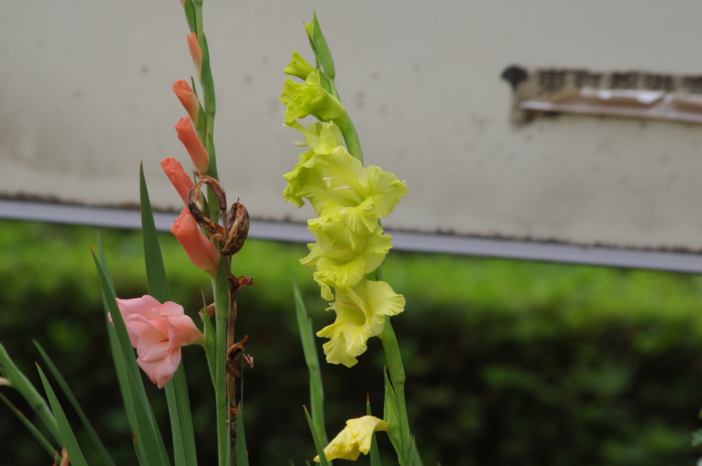 高浜運河　花壇　12