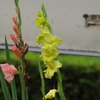 高浜運河　花壇　12