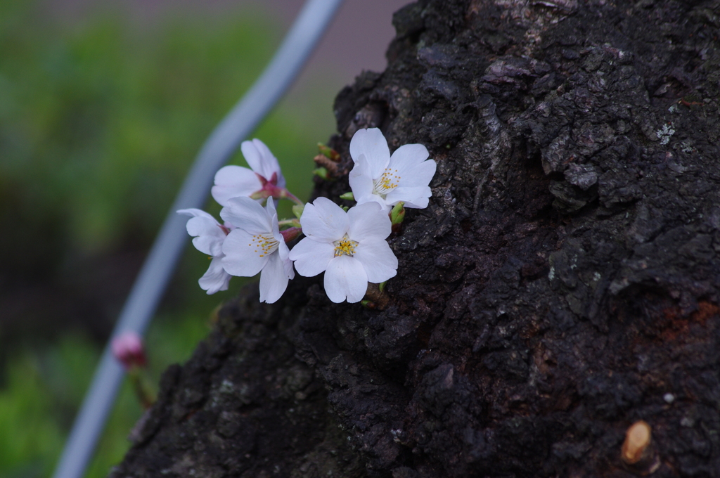 千鳥ヶ淵　一番桜？？？