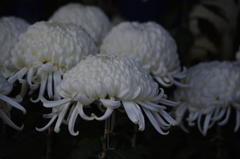 菊　2