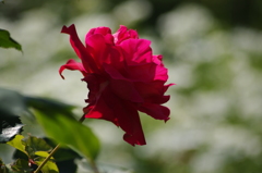 薔薇　5