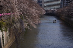 桜　6