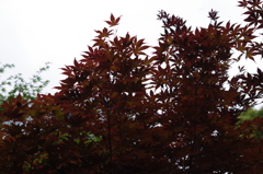 緑化にむかう紅葉
