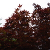 緑化にむかう紅葉