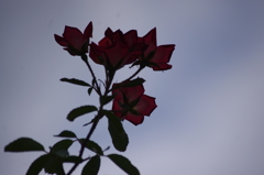 薔薇　旧古河庭園　8月