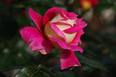 薔薇　6