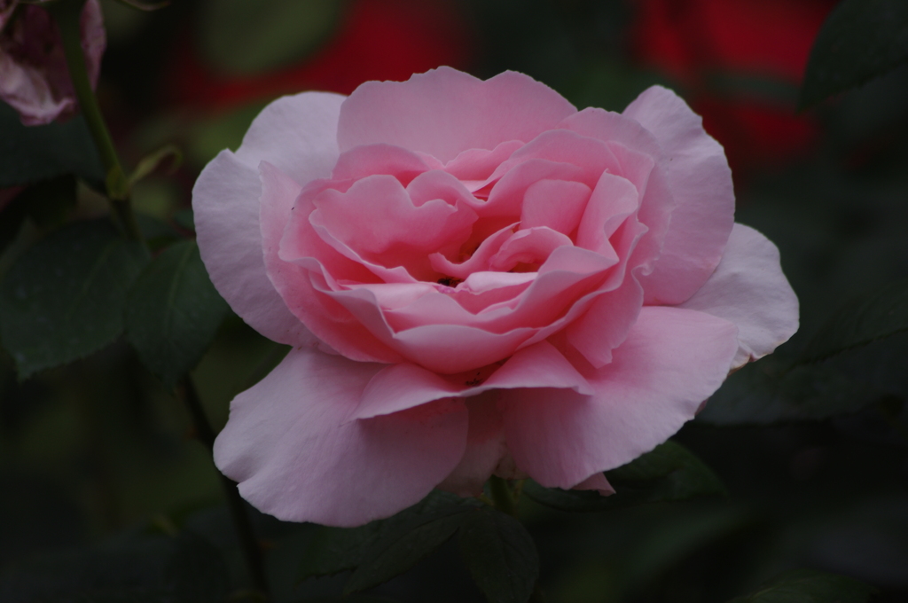 日比谷公園　薔薇　５月　2016　2