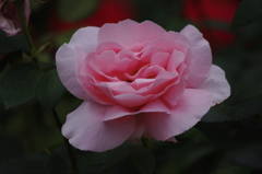 日比谷公園　薔薇　５月　2016　2