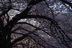 桜のトンネル