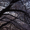 桜のトンネル