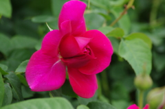 薔薇　20　港が見える丘公園　5月