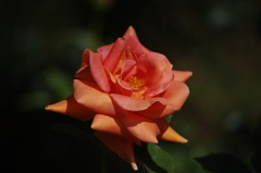 薔薇　4