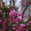 少し気が早かったかな？　ハナカイドウ　三田台公園