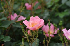 薔薇　3　山下公園　5月