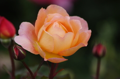 薔薇　24　山下公園　5月