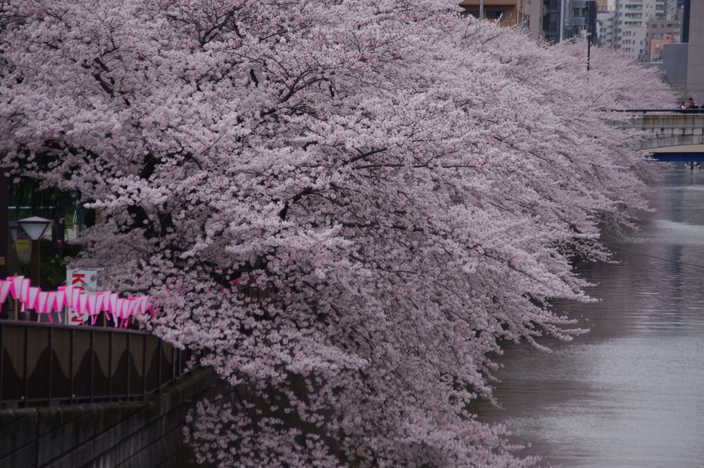 桜　目黒川　2