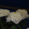 菊　2