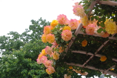 薔薇の盾　2　芝浦中央公園