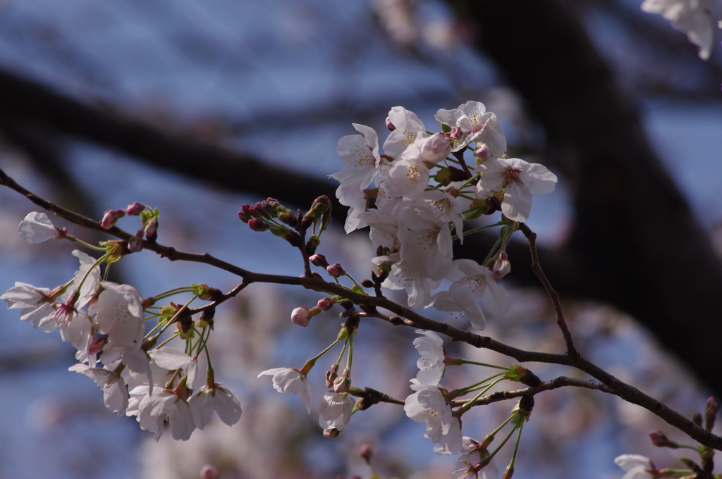 桜　5