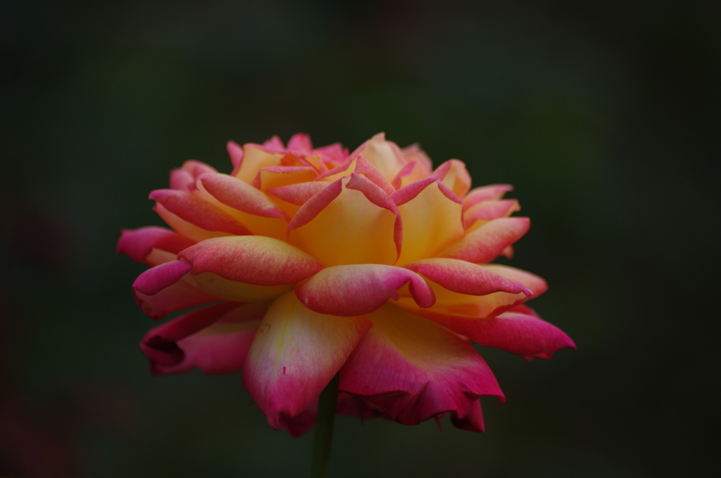 薔薇　2　