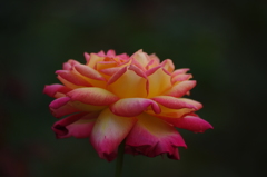 薔薇　2　