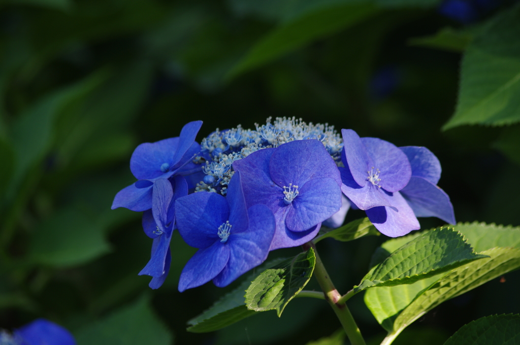 芝離宮庭園　６月　アジサイ　1