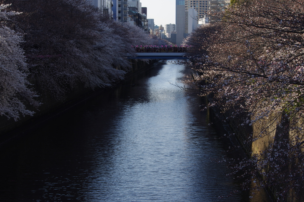 桜　3