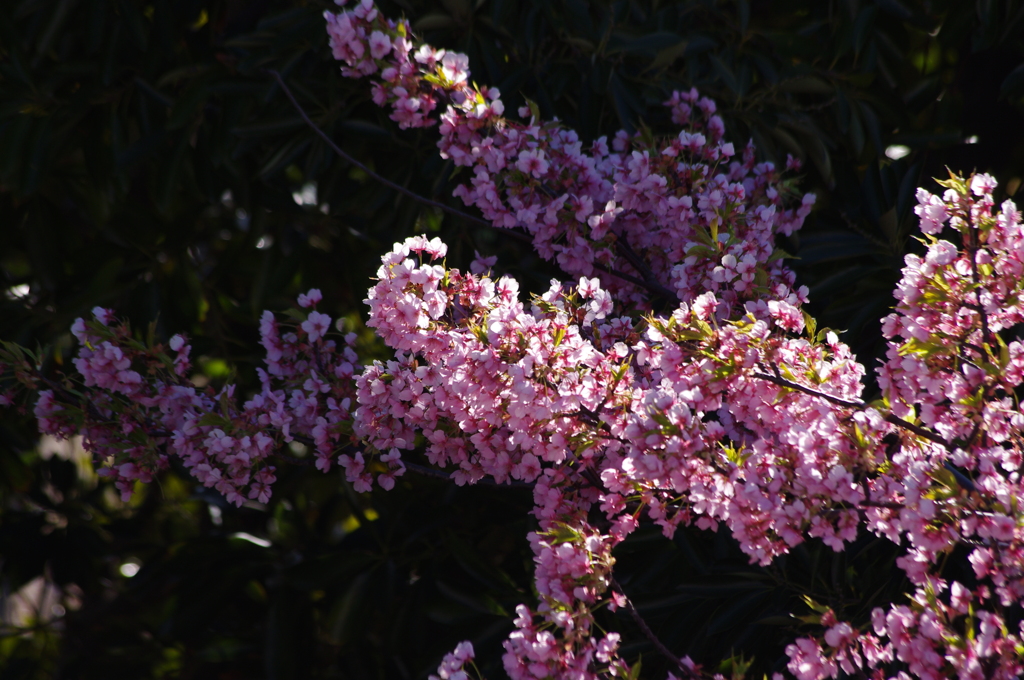 河津桜　2