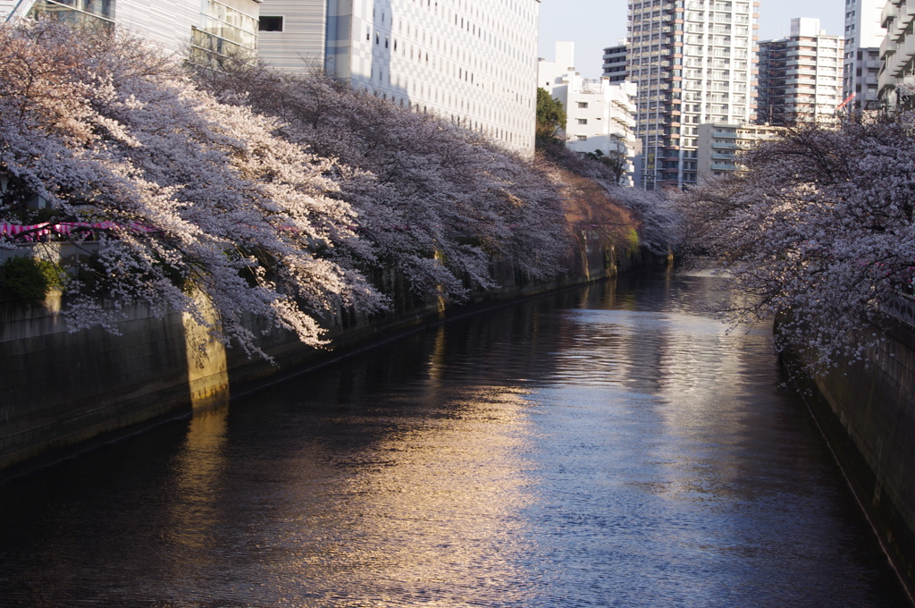 桜5