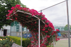 薔薇の盾　3　芝浦中央公園