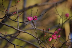 梅は咲いたか～桜はまだかいな