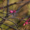 梅は咲いたか～桜はまだかいな