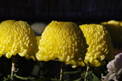 菊　2　日比谷公園　１１月