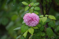 雨の中の薔薇　13　ザ・プリンスパークタワー東京