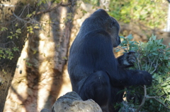 むしゃむしゃ　ゴリラ　上野動物園