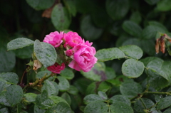 芝公園　花壇７月　６
