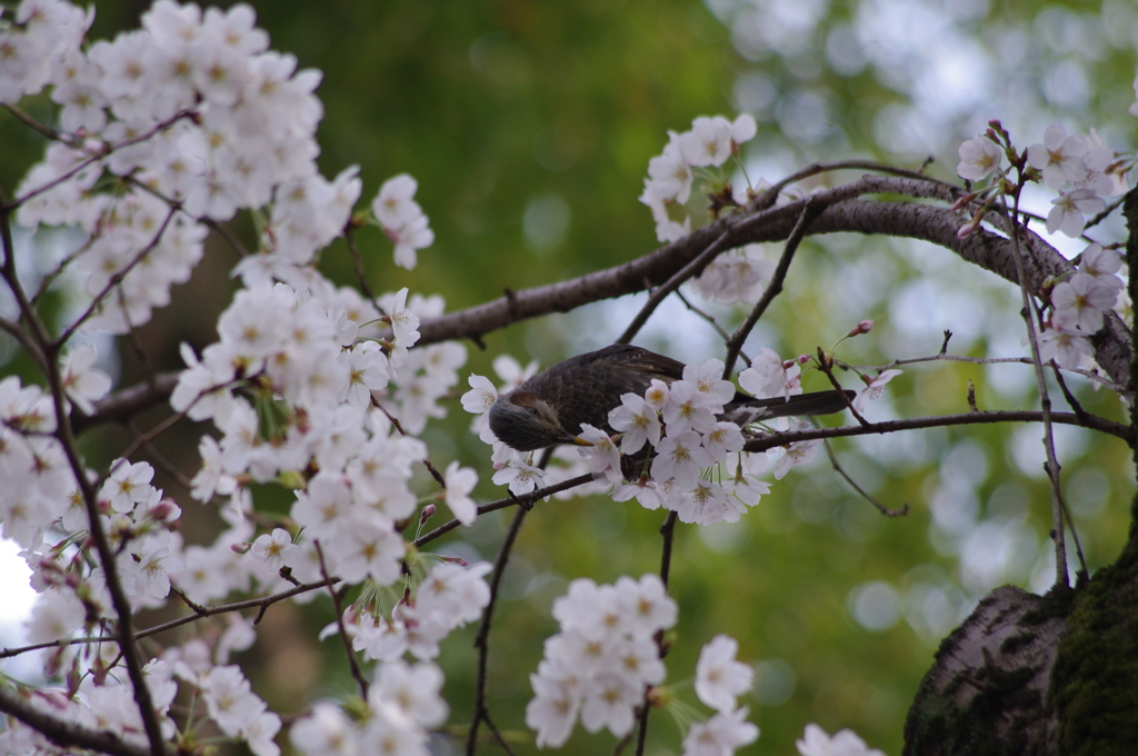 桜はご馳走